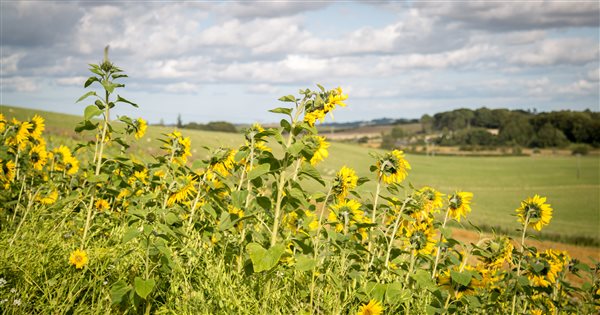 Sunflower over Eden Valley